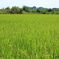 田舎の風景（稲穂）