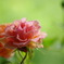 薔薇2447