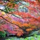 吉野山