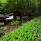 小さい秋流星群【古知谷阿弥陀寺】