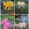 曼珠沙華‼