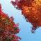 紅葉天の川