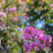 サルスベリの花