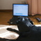 ＰＣ犬