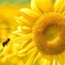 *.+ﾟSunflower...♪*ﾟ