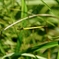 キイトトンボの草むら散歩　横から