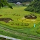 田んぼアート（福島県田村市常磐町堀田）