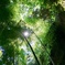 竹林と太陽