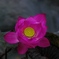 蓮６