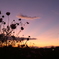 夕暮れと秋桜