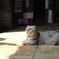 猫   〜撮られる快感〜