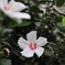 近所に咲いてた白い花