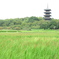 赤米と備中国分寺