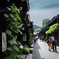 朝顔の咲く道
