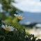 残暑の花