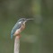 Kingfisher mother