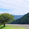 この木 なんの木