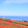 サルビアと海