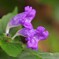 鈴虫花