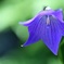 balloon flower