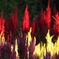 秋の花　奥まで