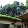 ToGa JinJa@Mt.HonGu