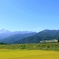 稲穂実る高原列車