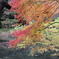 石神井公園・秋