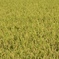 *.+ﾟイノシシに荒らされる前に・・・