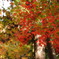 紅葉②