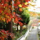紅葉①