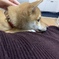 四方漱一のお腹の上の可愛い豆柴