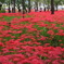 紅い楽園