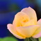 rose_1