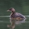 鴨 見沼自然公園にて