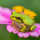 花お座布