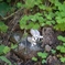 アルプスにひっそりと咲く高山植物