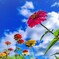 Zinnia