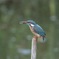 フジでも野鳥を撮ってみた⤴︎