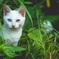 neko