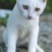 ねこ