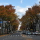 甲州街道秋の道