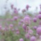Countless flowers