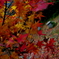 colorful 1