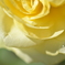 薔薇