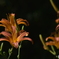 橙色の花