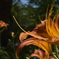橙色の花 その2