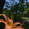 橙色の花 その3