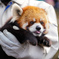 レッサーパンダ