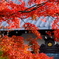 2018古都の秋(奈良)